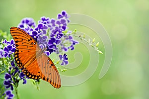 Gulf Fritillary butterfly on purple flowers