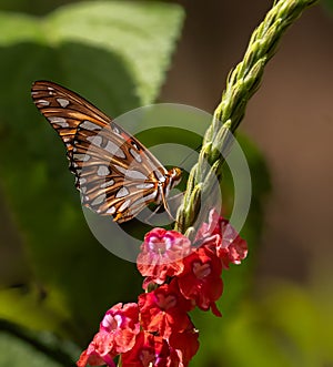 Gulf fritillary butterfly on red snake weed blossom