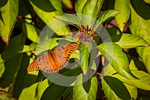 Gulf Fritillary butterfly resting on an orange flower