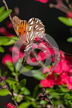 Gulf Fritillary butterfly resting on a red sage flower