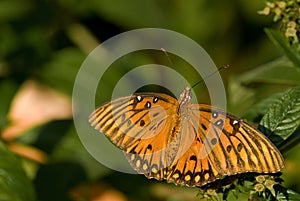 Gulf Fritillary Butterfly sitting on a leaf