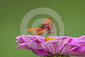 Gulf fritillary butterfly sucking nectar on a purple zinnia flower , in the garden
