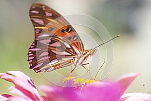 Gulf fritillary butterfly sucking nectar on a purple zinniaflower