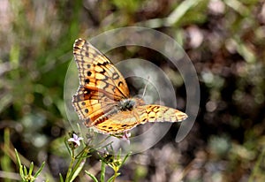Gulf Fritillary Butterfly on Wildflowers