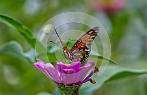 Gulf Fritillary Butterfly on a Zinnia