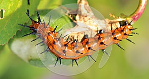 Gulf Fritillary Caterpillar