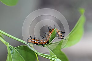 Gulf Fritillary Caterpillar