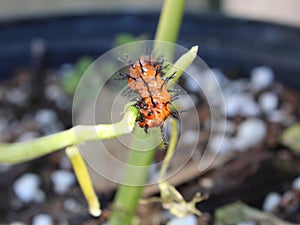 Gulf fritillary caterpillar eating a passionvine photo