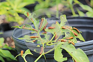 Gulf fritillary caterpillar heliconiinae long wing butterfly on passion vine plant