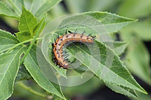 Gulf fritillary caterpillar heliconiinae long wing on passion vine