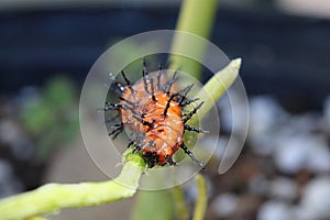 Gulf fritillary caterpillar heliconiinae long wing on passion vine