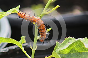 Gulf fritillary caterpillar heliconiinae long wing on passion vine plant