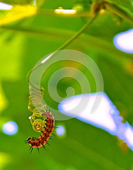 Gulf Fritillary caterpillar starting it's cocoon