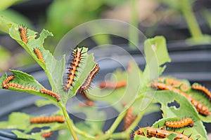 Gulf fritillary caterpillars heliconiinae long wing on passion vine
