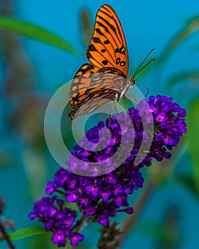 Gulf Fritillary feeding on a Black Knight Buddleia Bush