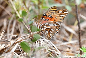 Gulf fritillary or passion butterfly Pinckney Island National Wildlife Refuge photo