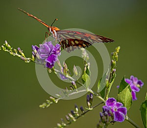 Gulf Fritillary on Purple Golden Dewdrop Flower, Seminole, Florida