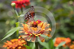 Gulf Fritillary Side View Wings Up on Orange Zinnia