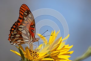 Gulf fritillary on yellow flower photo