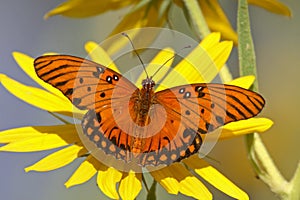 Gulf fritillary on yellow flower