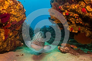 Gulf grouper (Mycteroperca jordani)