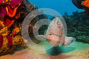 Gulf grouper (Mycteroperca jordani)