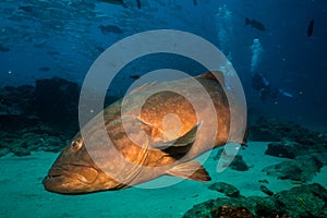 Gulf grouper (Mycteroperca jordani) photo