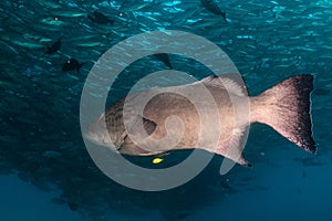 Gulf grouper (Mycteroperca jordani) photo