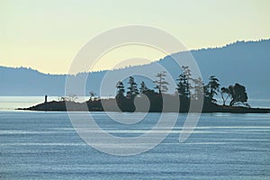 Gulf Island National Park, Shorepines on Fane Island on a Misty Morning, British Columbia, Canada