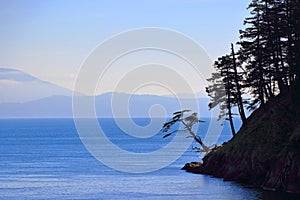 Gulf Islands National Park Shorepines at Echo Bay with San Juan Islands in the Background, Saturna Island, BC, Canada