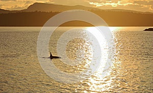 Gulf Islands with Orca at Sunset between Saltspring and Prevost Islands, British Columbia, Canada