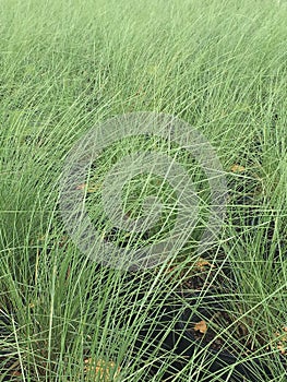 Gulf muhly grass