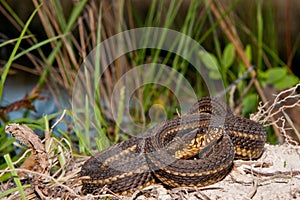 Gulf Salt Marsh Snake (Nerodia clarkii) photo