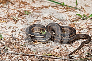 Gulf Salt Marsh Snake Nerodia clarkii clarkii photo