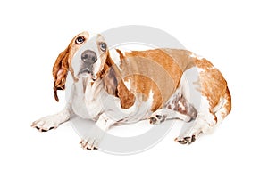 Gulity Basset Hound Dog