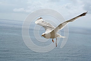 Gull above meditaranean see