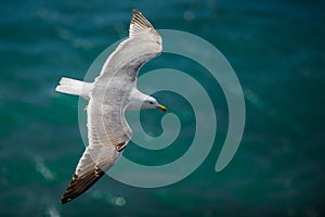 Gull in the air above the water with spread wings (Larus ridibundus)