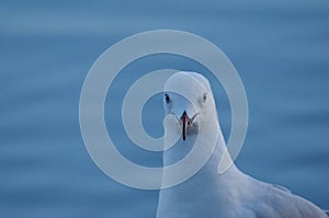 Gull along the Queensland coast