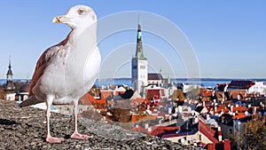Gull on the background of the panorama of Tallinn, Estonia