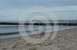 Gull at baltic sea beach near Graal-Mueritz