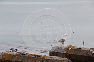 Gull of the bay of Cancale