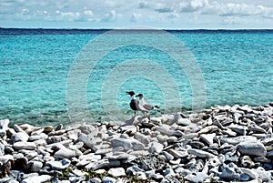 Gull on the beach