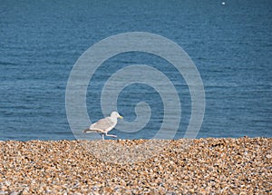 Gull on the beach