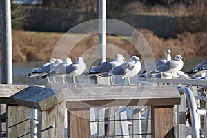 Gull behavior perched on metal bar at waterfront