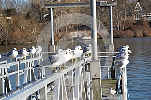 Gull behavior perched on metal bar at waterfront