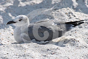 Gull-billed Tern