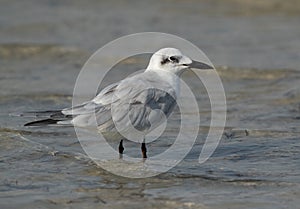 Gull-billed tern at Busaieen coast, Bahrain