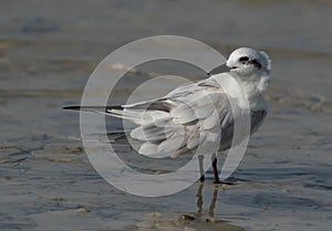 Gull-billed tern at Busaiteen coast, Bahrain