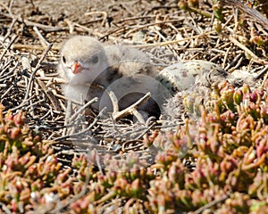 Gull-Billed Tern Chick photo