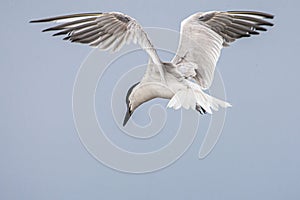 Gull Billed Tern In Flight
